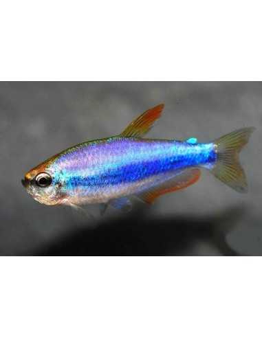 Tetra Blue Kerri