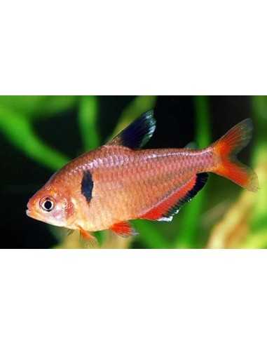 Tetra Serpae