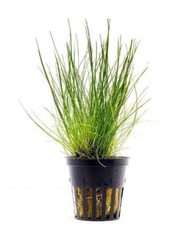 Eleocharis parvula