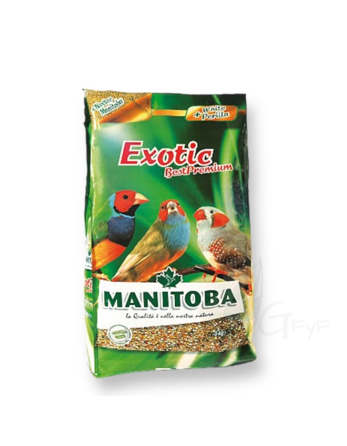 Exotic Best Premium Manitoba